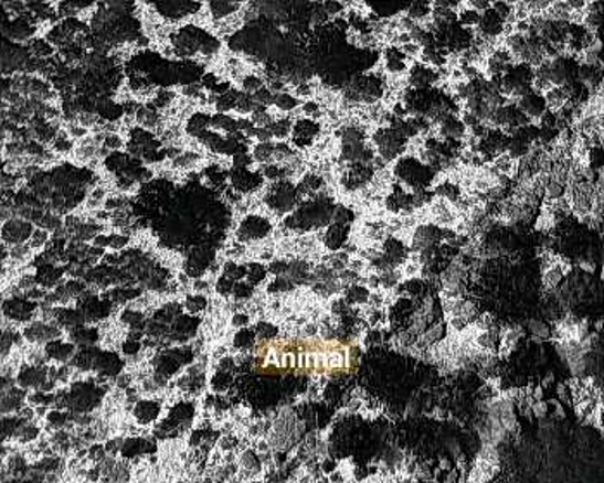 Detección térmica de animal en terreno pedregoso