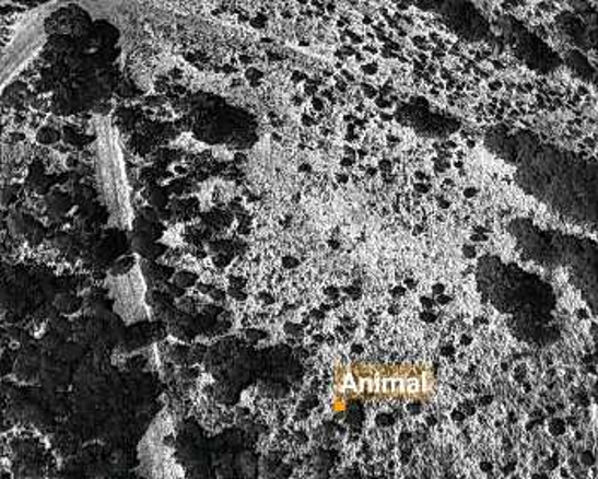 Detección térmica nocturna de fauna