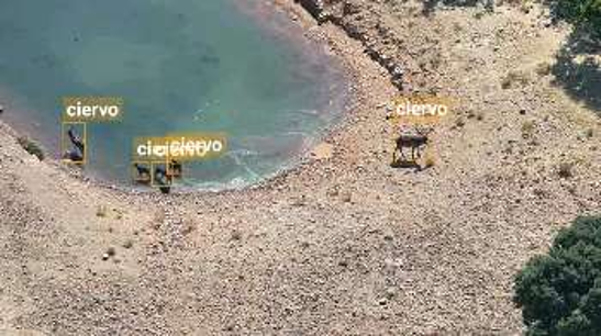 Ciervos detectados junto a embalse