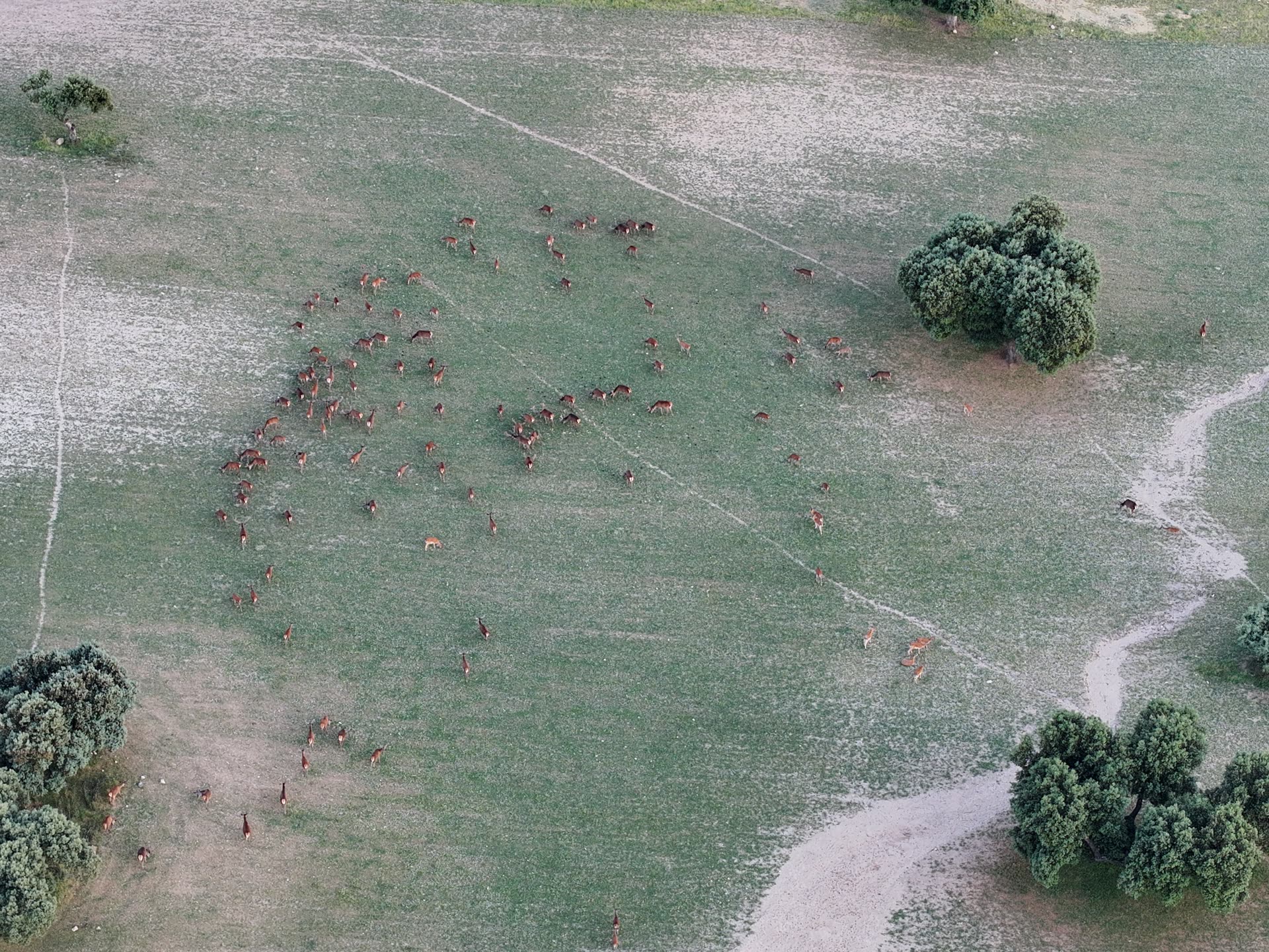 Manada de ciervos vista desde el dron en una finca
