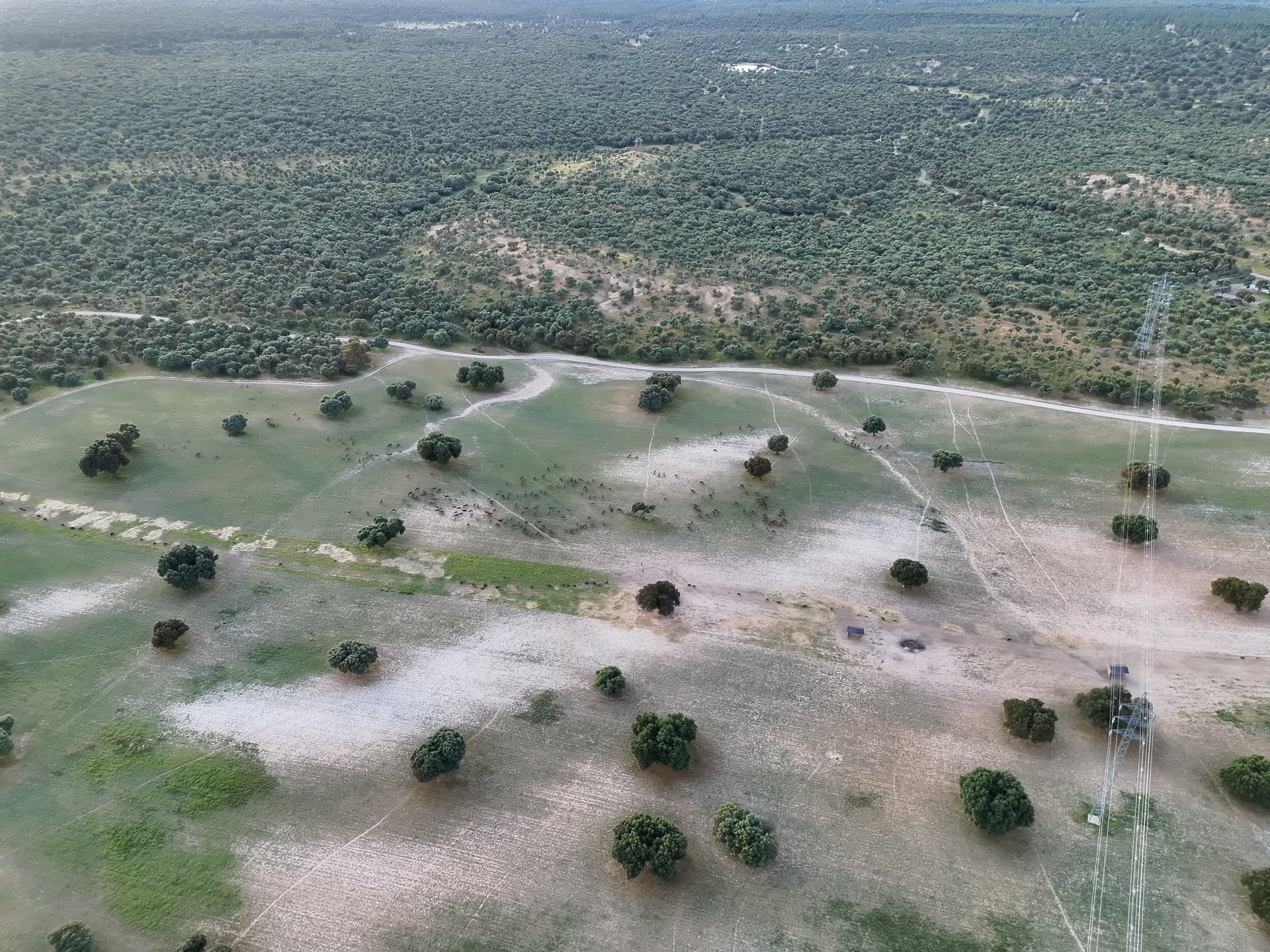 Dehesa de Castilla-La Mancha vista desde el dron