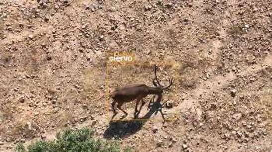 Ciervo detectado por la IA en el monte
