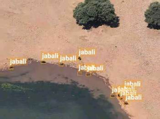 Jabalí detectado por la IA en la orilla del agua