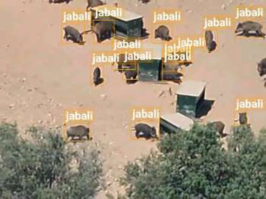 Jabalíes detectados por el algoritmo de IA de JDRONESTUDIO desde el dron